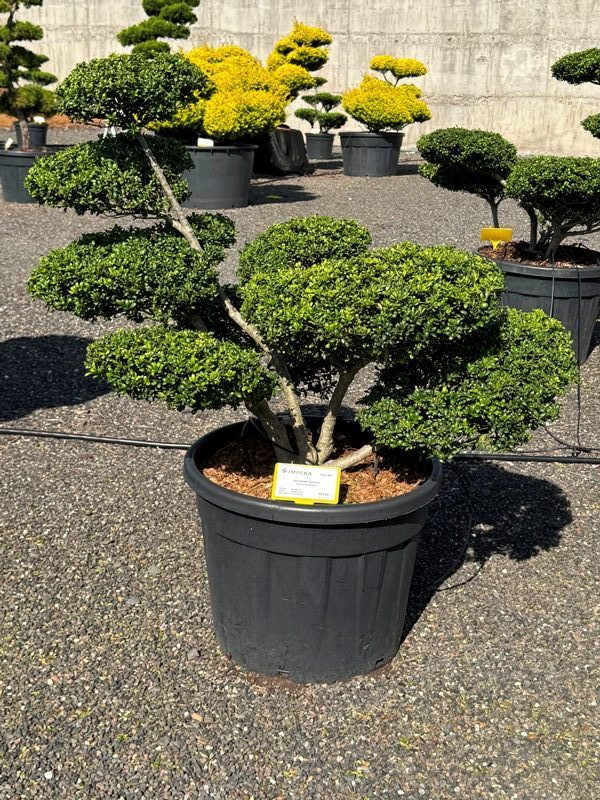 2873 - Cesmína vroubkovaná - Ilex crenata 'Convexa'
