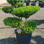 2874 - Cesm&iacute;na vroubkovan&aacute; - Ilex crenata 'Blondie'
