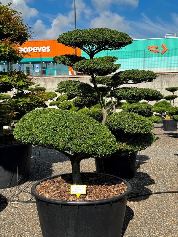 2879 - Cesmína vroubkovaná - Ilex crenata 'Convexa'