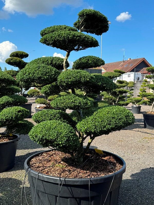 2881 - Cesmína vroubkovaná - Ilex crenata 'Convexa'