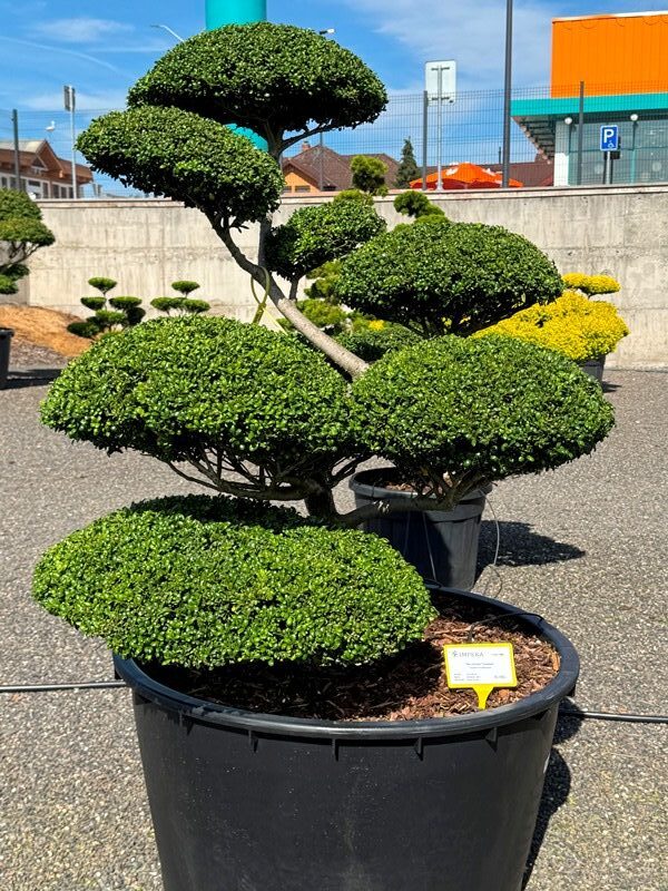 2883 - Cesmína vroubkovaná - Ilex crenata 'Convexa'
