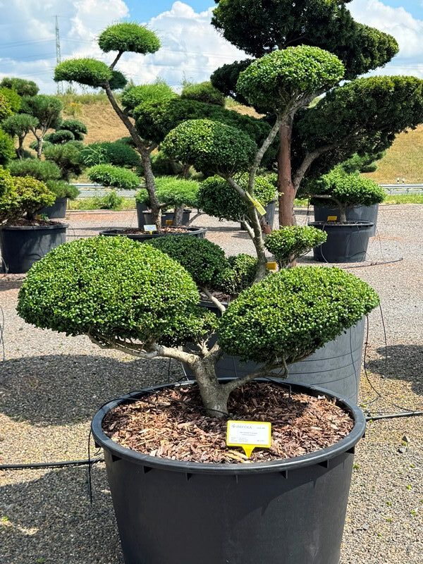 2884 - Cesmína vroubkovaná - Ilex crenata 'Convexa'