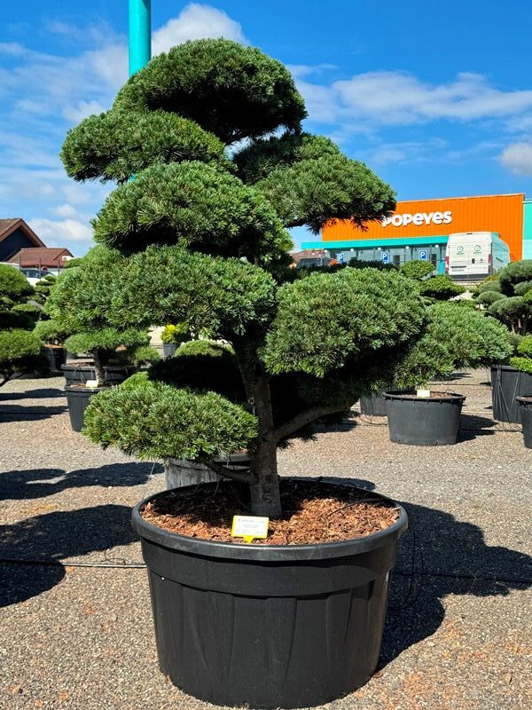 2885 - Borovice drobnokvětá - Pinus parviflora 'Negishi'