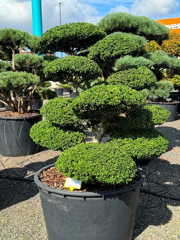 2889 - Cesmína vroubkovaná - Ilex crenata 'Convexa'