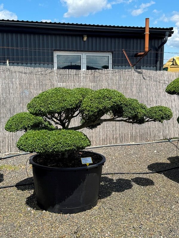 2890 - Cesmína vroubkovaná - Ilex crenata 'Convexa'