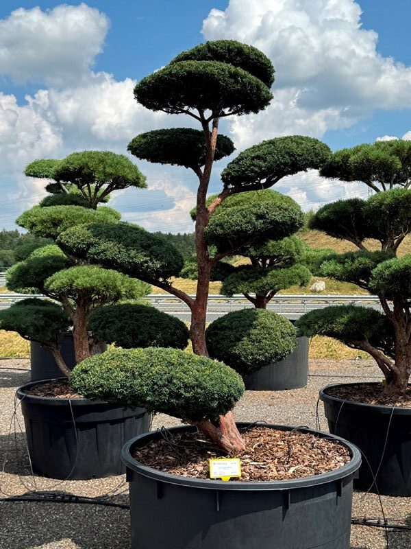 2892 - Tis červený - Taxus baccata 'Wahsner'