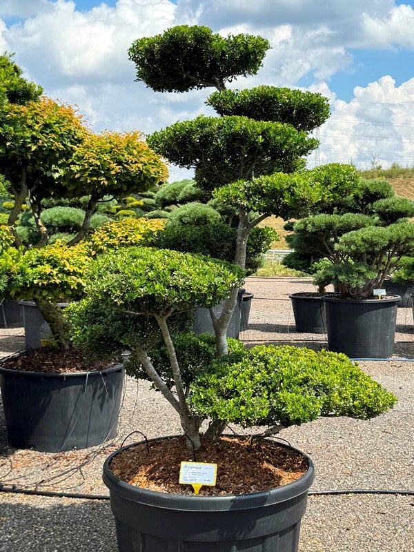 2893 - Cesmína vroubkovaná - Ilex crenata 'Green Lustre'