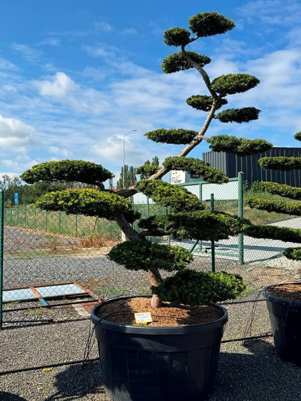 2894 - Tis červený - Taxus baccata 'Summergold'