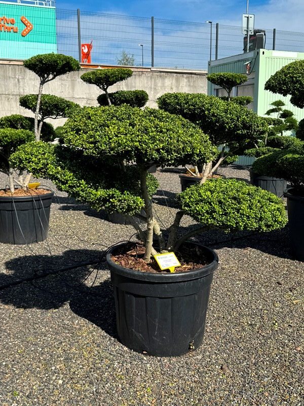2895 - Cesmína vroubkovaná - Ilex crenata 'Convexa'