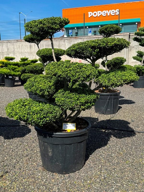 2896 - Cesmína vroubkovaná - Ilex crenata 'Convexa'