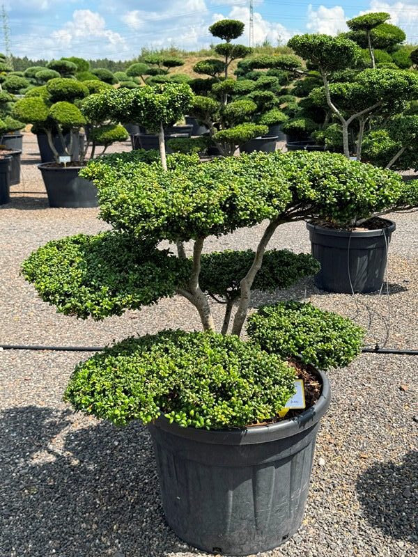 2897 - Cesmína vroubkovaná - Ilex crenata 'Convexa'