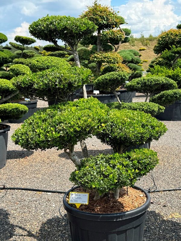 2899 - Cesmína vroubkovaná - Ilex crenata