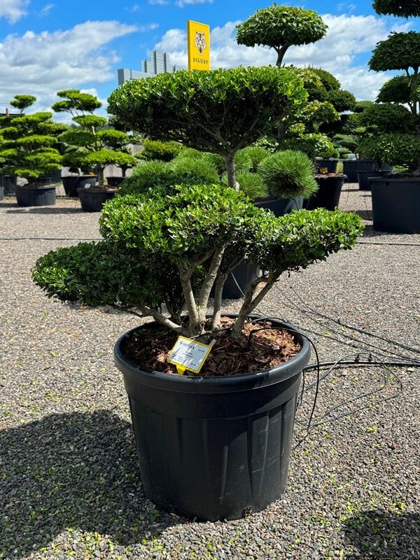 2900 - Cesmína vroubkovaná - Ilex crenata