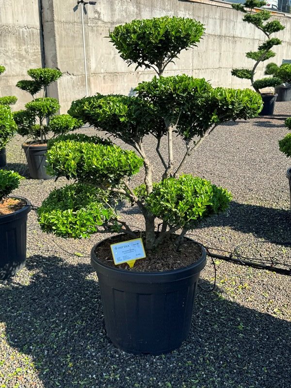 2901 - Cesmína vroubkovaná - Ilex crenata 'Blondie'