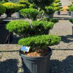 2903 - Cesm&iacute;na vroubkovan&aacute; - Ilex crenata 'Blondie'
