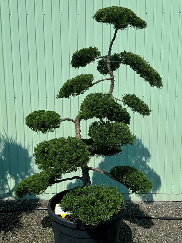 2905 - Jalovec chvojka - Juniperus sabina 'Rockery Gem'
