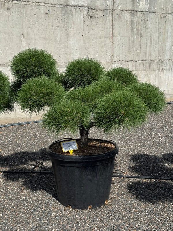2906 - Borovice černá - Pinus nigra 'Brepo'