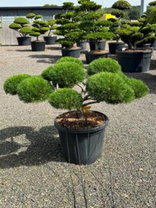 2907 - Borovice čern&aacute; - Pinus nigra 'Brepo'