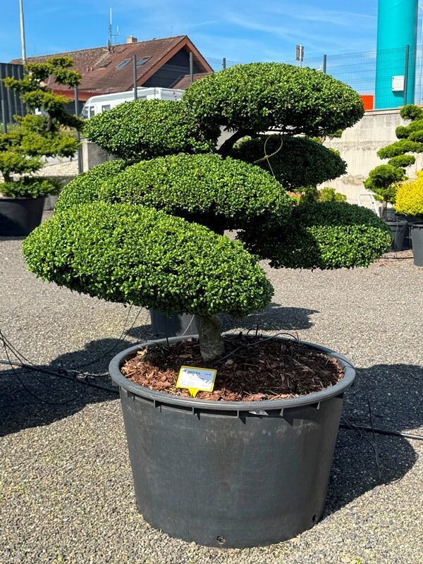 2908 - Cesmína vroubkovaná - Ilex crenata 'Convexa'