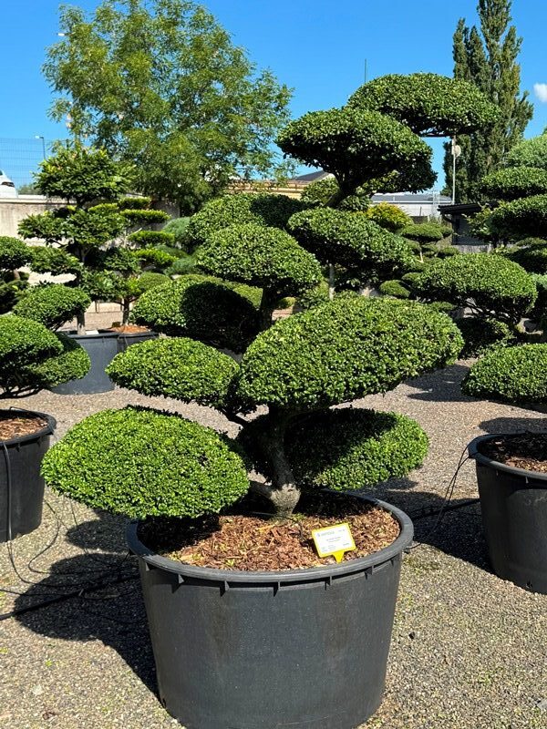 2910 - Cesmína vroubkovaná - Ilex crenata 'Convexa'