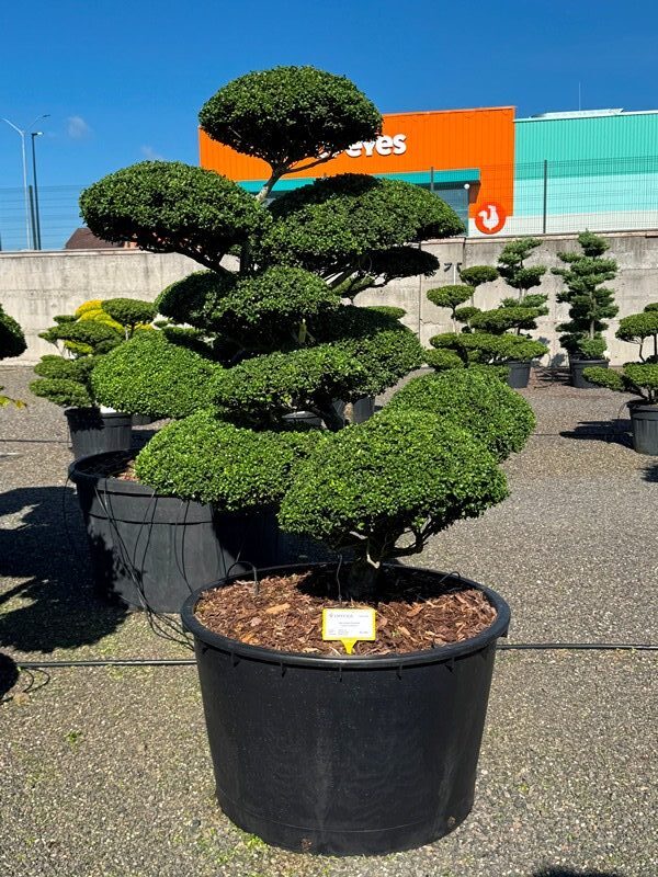 2911 - Cesmína vroubkovaná - Ilex crenata 'Convexa'