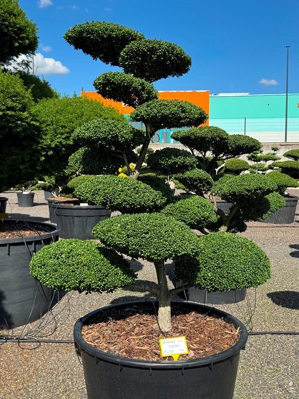 2912 - Cesmína vroubkovaná - Ilex crenata 'Convexa'