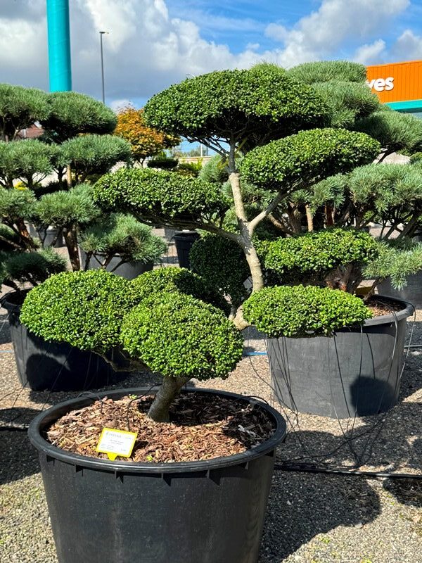 2913 - Cesmína vroubkovaná - Ilex crenata 'Convexa'
