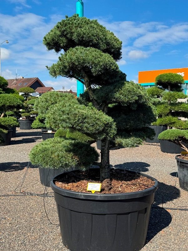 2914 - Borovice drobnokvětá - Pinus parviflora 'Negishi'