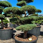 2915 - Borovice lesní - Pinus sylvestris 'Watereri'