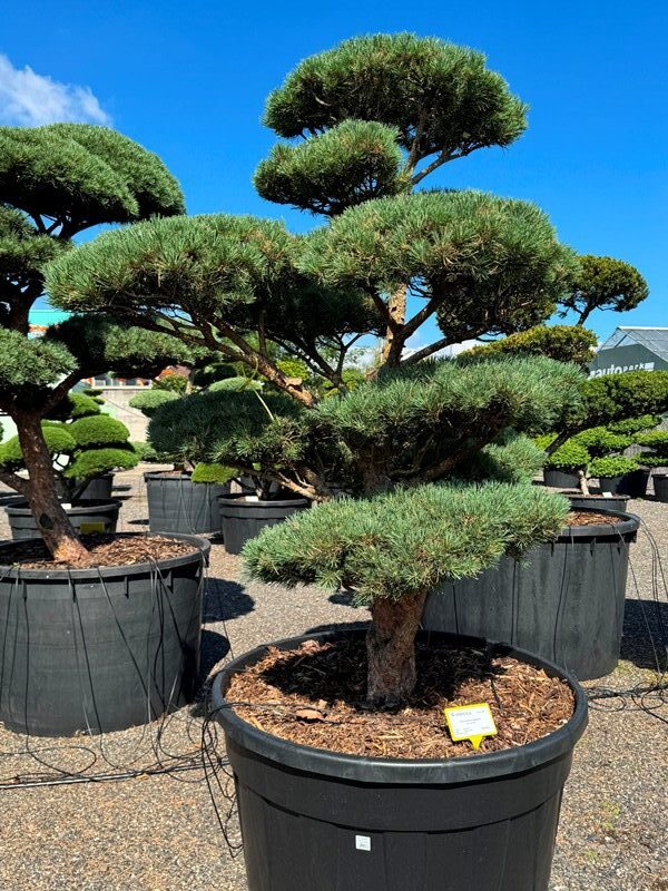 2915 - Borovice lesní - Pinus sylvestris 'Watereri'