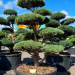 2916 - Borovice lesní - Pinus sylvestris 'Watereri'