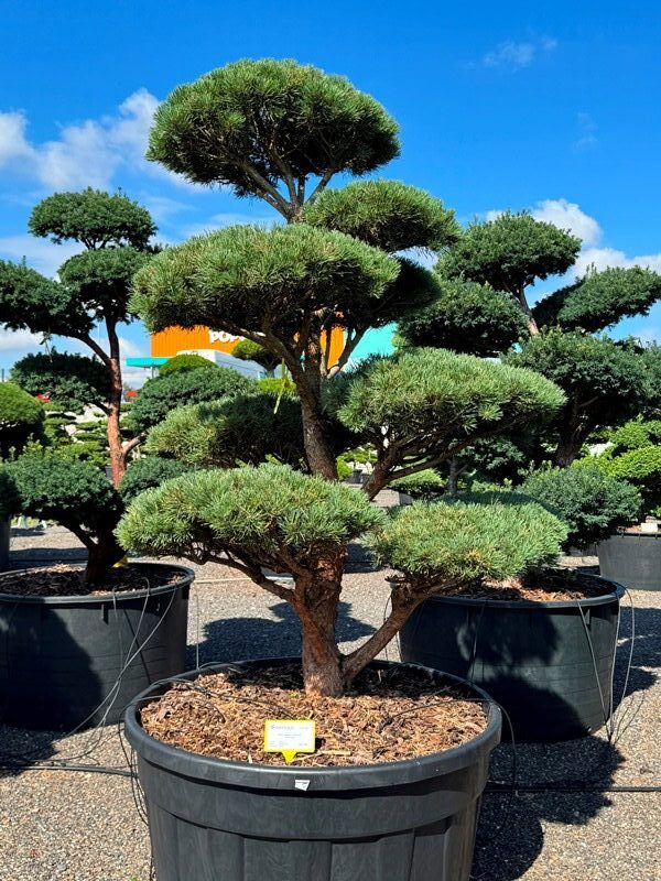 2916 - Borovice lesní - Pinus sylvestris 'Watereri'