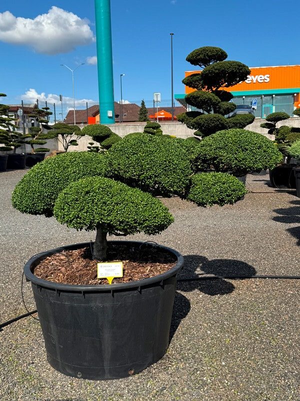 2918 - Cesmína vroubkovaná - Ilex crenata 'Convexa'