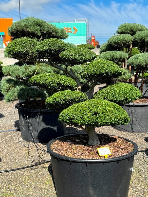 2919 - Cesmína vroubkovaná - Ilex crenata 'Convexa'