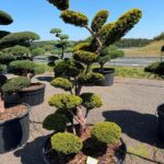 2920 - Tis červen&yacute; - Taxus baccata 'Semperaurea'