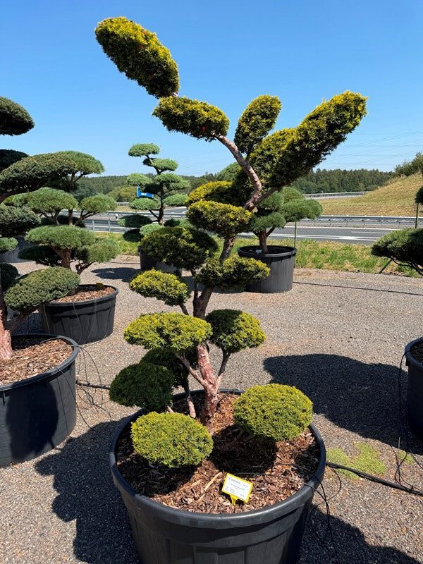 2920 - Tis červený - Taxus baccata 'Semperaurea'
