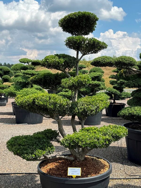 2922 - Cesmína vroubkovaná - Ilex crenata 'Green Lustre'