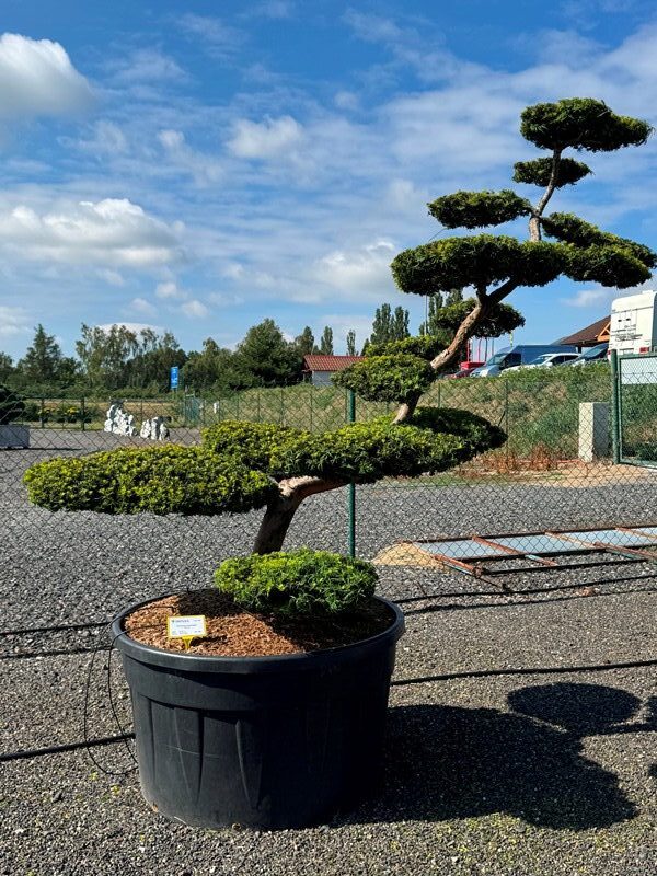 2923 - Tis červený - Taxus baccata 'Summergold'