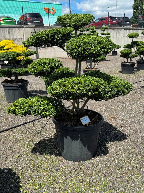 2924 - Cesmína vroubkovaná - Ilex crenata 'Convexa'