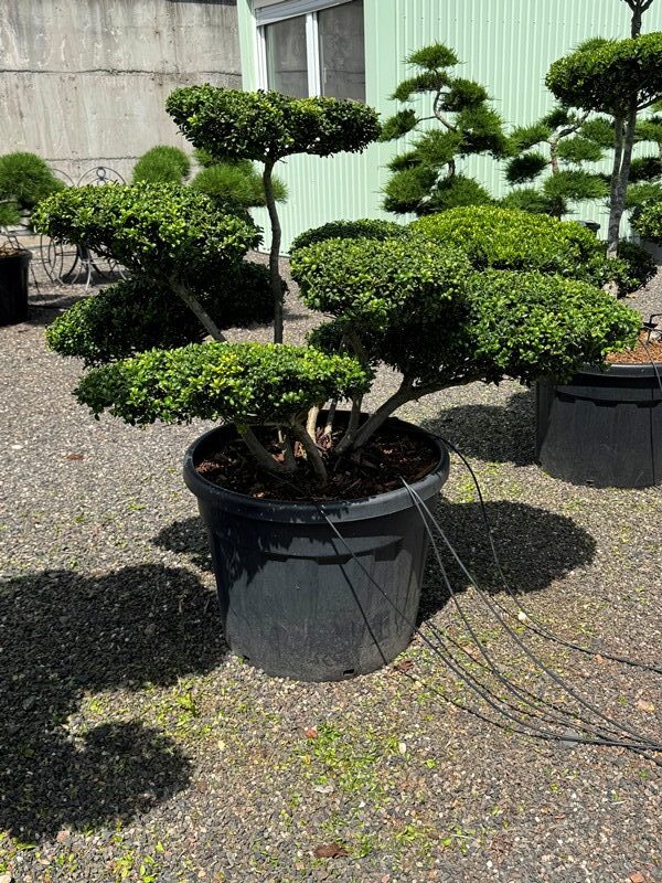 2926 - Cesmína vroubkovaná - Ilex crenata 'Convexa'