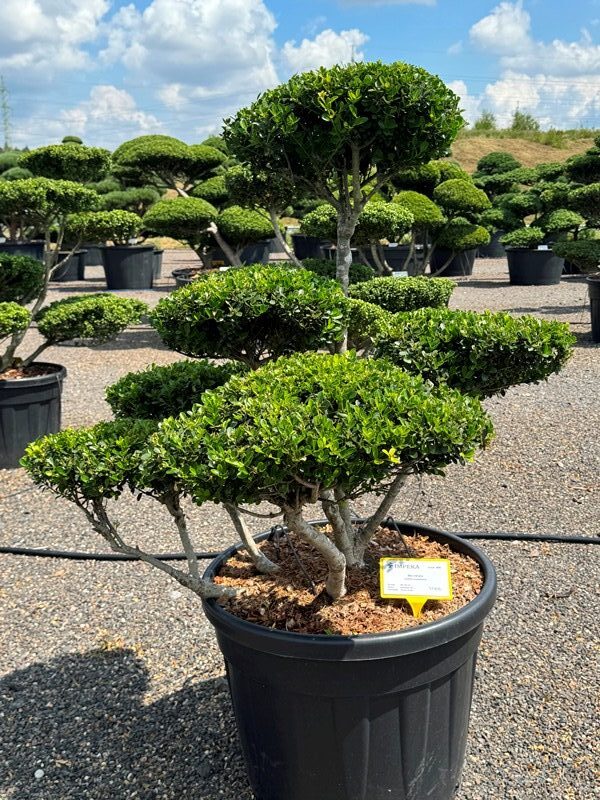 2929 - Cesmína vroubkovaná - Ilex crenata