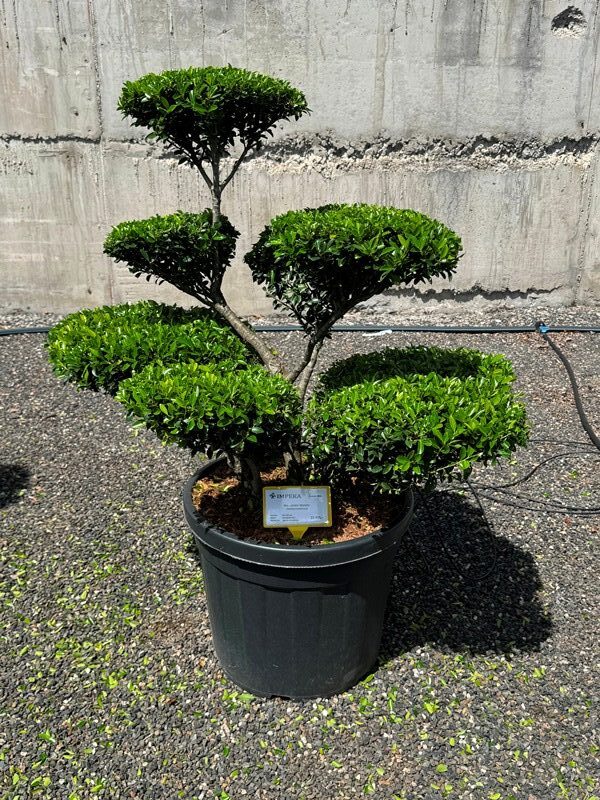 2930 - Cesmína vroubkovaná - Ilex crenata 'Blondie'