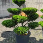 2931 - Cesm&iacute;na vroubkovan&aacute; - Ilex crenata 'Blondie'