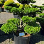 2932 - Cesm&iacute;na vroubkovan&aacute; - Ilex crenata 'Blondie'