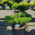 2933 - Cesm&iacute;na vroubkovan&aacute; - Ilex crenata 'Blondie'