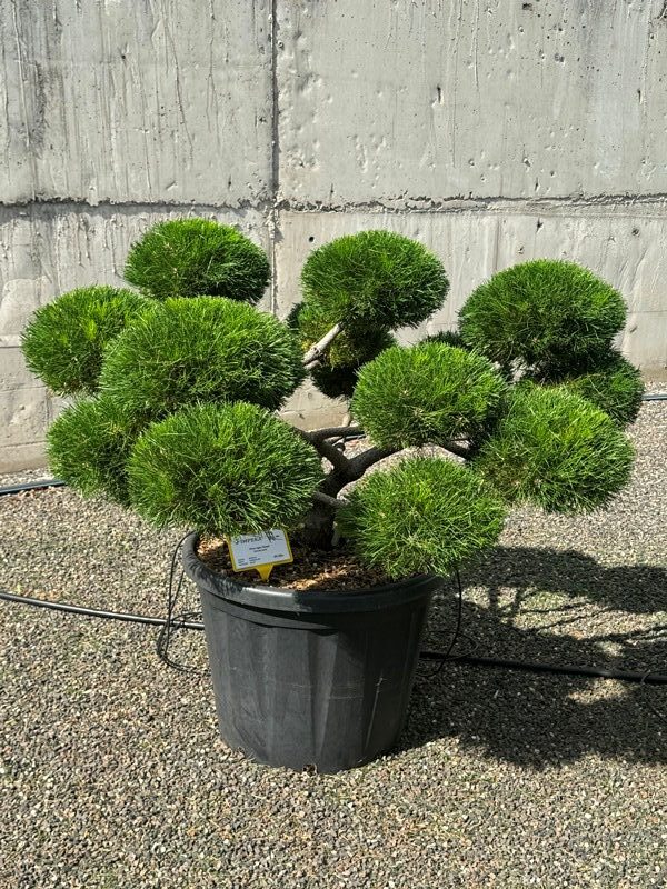2935 - Borovice černá - Pinus nigra 'Brepo'