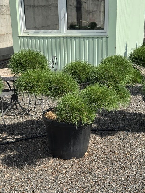 2936 - Borovice černá - Pinus nigra 'Brepo'