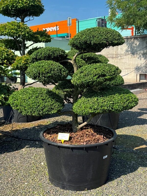 2937 - Cesmína vroubkovaná - Ilex crenata 'Convexa'