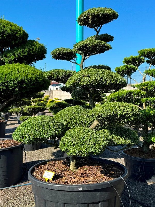 2938 - Cesmína vroubkovaná - Ilex crenata 'Convexa'