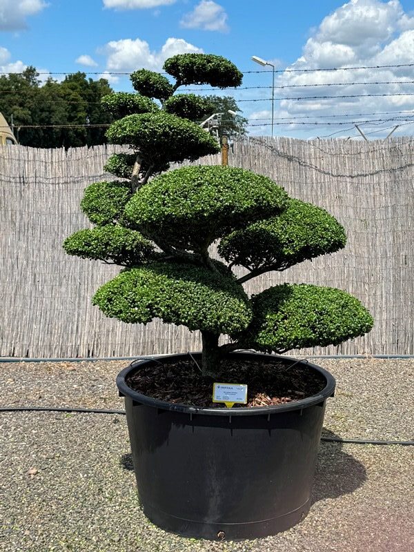 2939 - Cesmína vroubkovaná - Ilex crenata 'Convexa'
